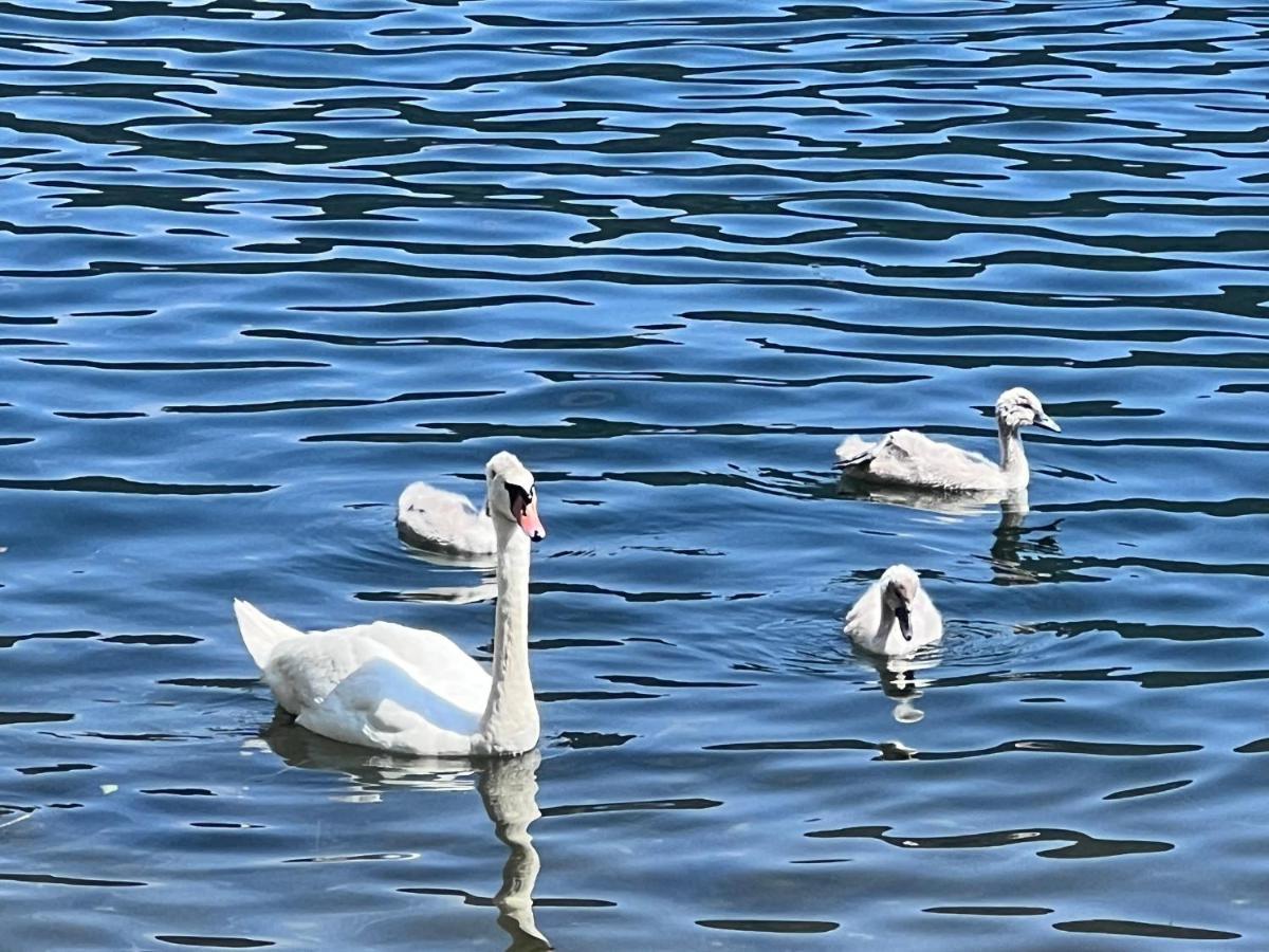 Ferienwohnung Mit Seeblick - Ossiacher See Gerlitzen Sattendorf Екстер'єр фото